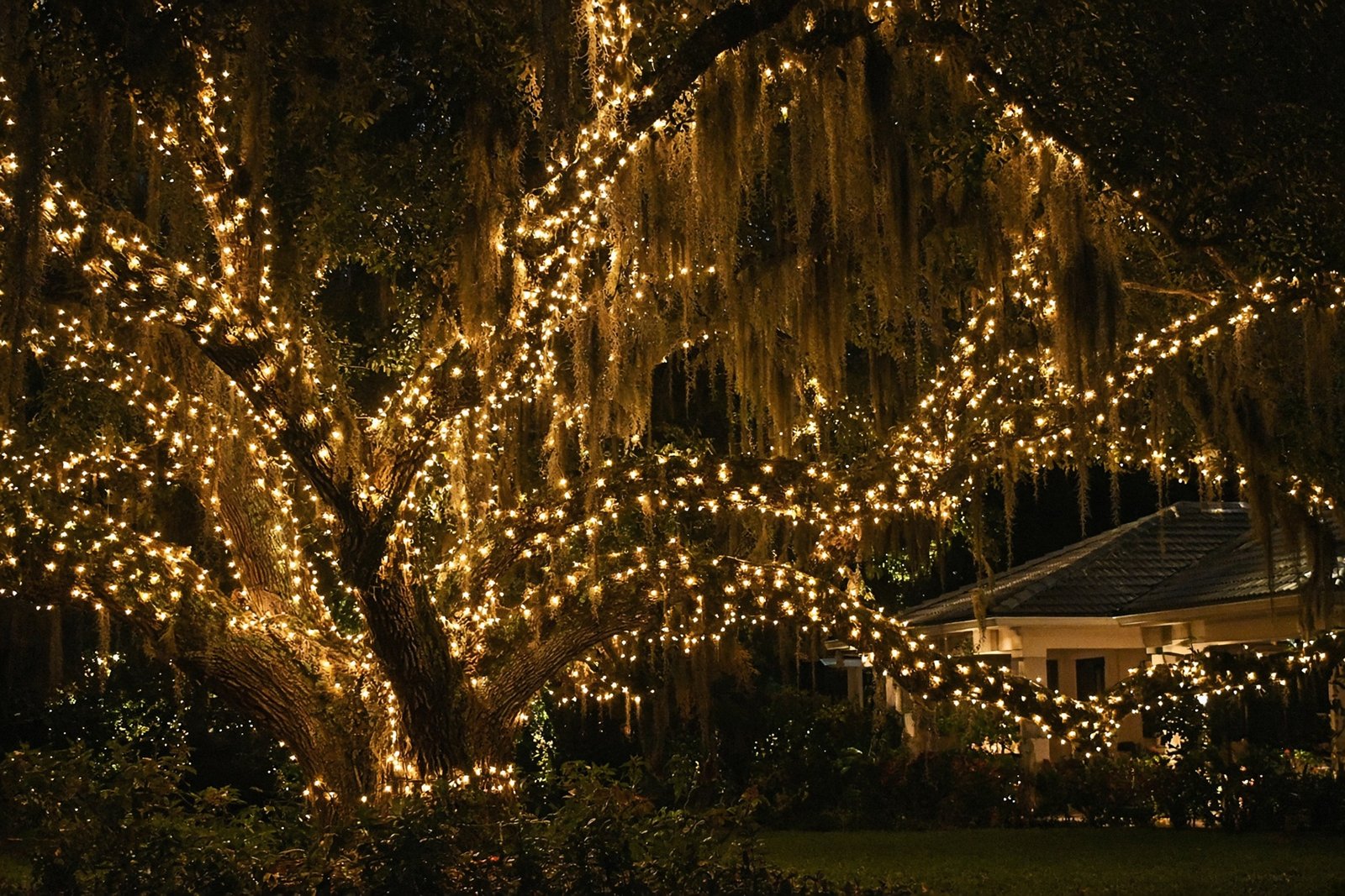 Live oak canopy wrapped in mini lights with Spanish moss